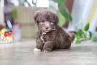 Benji, a male Havanese for sale in Baltic, OH – 5 of 5