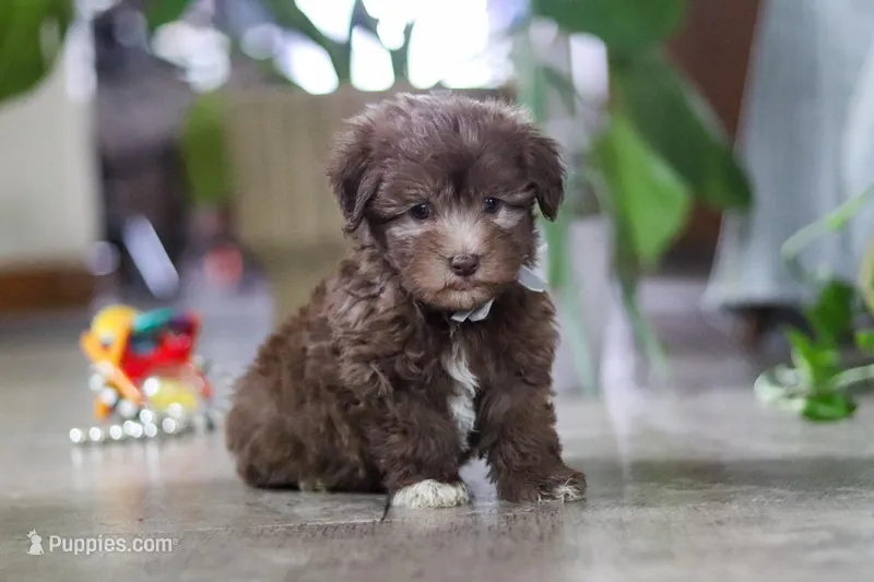 Benji – Havanese puppy for sale in Baltic, OH