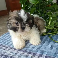 Rocco, a male Shih Tzu for sale in Baltic, OH – Photo 3 of 4