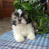 Rocco, a male Shih Tzu for sale in Baltic, OH – Photo 2 of 4