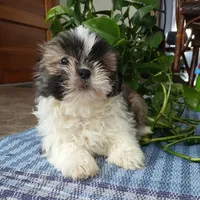 Rocco, a male Shih Tzu for sale in Baltic, OH – Photo 4 of 4