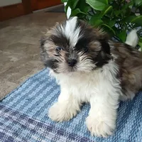 Rocco, a male Shih Tzu for sale in Baltic, OH – Photo 1 of 4