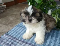 Rocco, a male Shih Tzu for sale in Baltic, OH – Photo 1 of 4