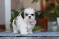 Myra, a female Shih Tzu for sale in Baltic, OH – Photo 4 of 5
