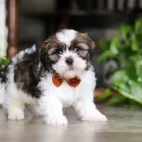 Brady, a male Shih Tzu for sale in Baltic, OH – Photo 4 of 5