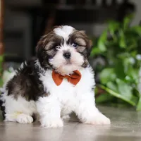 Brady, a male Shih Tzu for sale in Baltic, OH – Photo 1 of 5