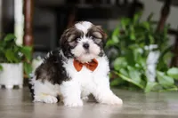 Brady, a male Shih Tzu for sale in Baltic, OH – Photo 1 of 5