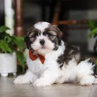 Brady, a male Shih Tzu for sale in Baltic, OH – Photo 2 of 5