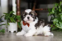 Brady, a male Shih Tzu for sale in Baltic, OH – Photo 2 of 5