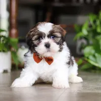 Brady, a male Shih Tzu for sale in Baltic, OH – Photo 3 of 5