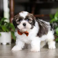 Brady, a male Shih Tzu for sale in Baltic, OH – Photo 5 of 5