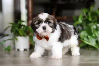 Brady, a male Shih Tzu for sale in Baltic, OH – Photo 5 of 5