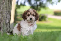 Angela, a female Cockapoo for sale in Baltic, OH – 5 of 7
