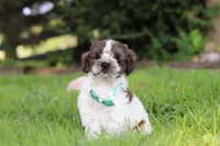 Ace, a male Cockapoo for sale in Baltic, OH – 2 of 7