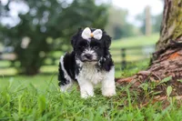 Fiona, a female Havanese for sale in Baltic, OH – 2 of 7