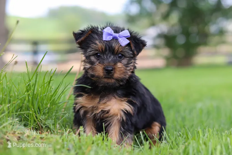 Chloe – Yorkshire Terrier puppy for sale in Baltic, OH