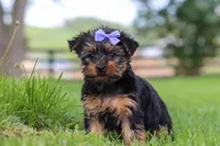 Chloe, a female Yorkshire Terrier for sale in Baltic, OH – 6 of 6