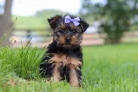 Chloe, a female Yorkshire Terrier for sale in Baltic, OH – 3 of 6