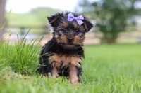 Chloe, a female Yorkshire Terrier for sale in Baltic, OH – 4 of 6