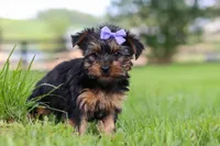 Chloe, a female Yorkshire Terrier for sale in Baltic, OH – 2 of 6