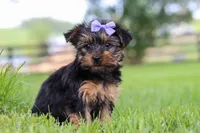 Chloe, a female Yorkshire Terrier for sale in Baltic, OH – 5 of 6