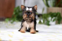 Bella, a female Yorkshire Terrier for sale in Baltic, OH – Photo 2 of 5