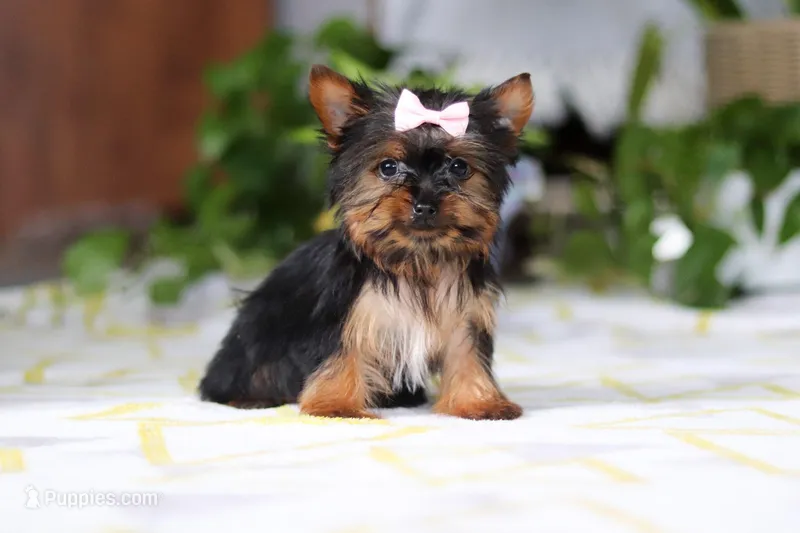 Bella – Yorkshire Terrier puppy for sale in Baltic, OH