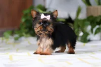 Bella, a female Yorkshire Terrier for sale in Baltic, OH – Photo 4 of 5