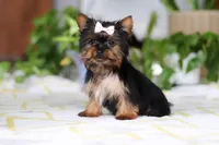 Bella, a female Yorkshire Terrier for sale in Baltic, OH – Photo 3 of 5