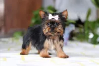 Bella, a female Yorkshire Terrier for sale in Baltic, OH – Photo 5 of 5