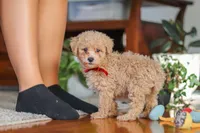 Brady, a male Poodle - Miniature  for sale in Baltic, OH – 3 of 7