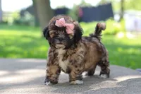 Fiona, a female Shih Tzu for sale in Baltic, OH – 1 of 10