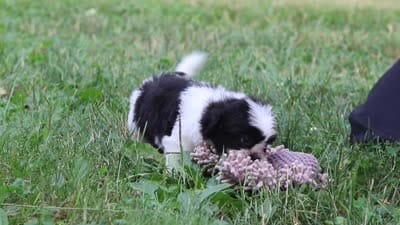 Huckleberry, a male Shih Tzu for sale in Baltic, OH – 9 of 9