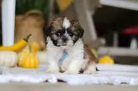 Winkie, a male Shih Tzu for sale in Baltic, OH – Photo 3 of 5