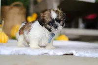 Winkie, a male Shih Tzu for sale in Baltic, OH – Photo 4 of 5