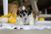 Winkie, a male Shih Tzu for sale in Baltic, OH – Photo 2 of 5