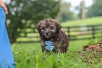 Winston, a male Havanese for sale in Baltic, OH – 9 of 10