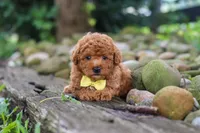 Jax, a male Poodle - Miniature  for sale in Baltic, OH – 2 of 8