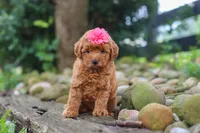 Posie, a female Poodle - Miniature  for sale in Baltic, OH – 4 of 6
