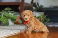 Blake, a male Poodle - Miniature  for sale in Baltic, OH – 5 of 9