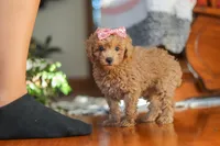 Chloe , a female Poodle - Miniature  for sale in Baltic, OH – 5 of 8