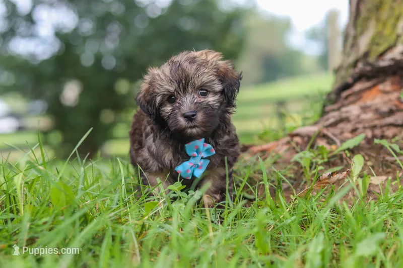 Winston – Havanese puppy for sale in Baltic, OH