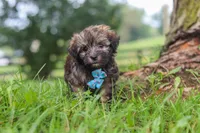 Winston, a male Havanese for sale in Baltic, OH – 1 of 10
