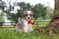 Scout, a male Shihpoo for sale in Baltic, OH – 4 of 7