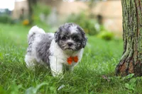 Biscuit, a male Shihpoo for sale in Baltic, OH – 4 of 7