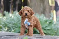 Sawyer, a male Poodle - Miniature  for sale in Baltic, OH – 4 of 5