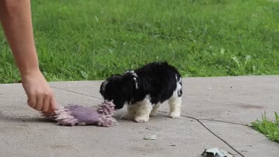 Fiona, a female Havanese for sale in Baltic, OH – 7 of 7