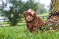 Winnie, a female Havanese for sale in Baltic, OH – 5 of 6