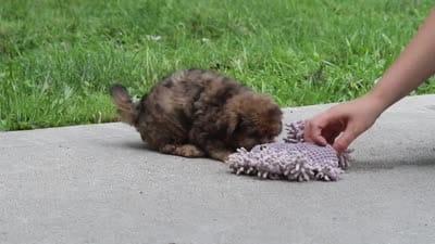 Lucy, a female Shihpoo for sale in Baltic, OH – 8 of 8