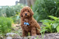 Apollo, a male Poodle - Miniature  for sale in Baltic, OH – 7 of 10